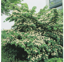 Blommande blomsterkornell i trädgården