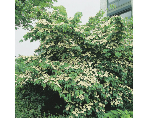 Blommande blomsterkornell i trädgården