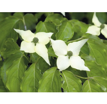 Blommor av blomsterkornell med gröna blad