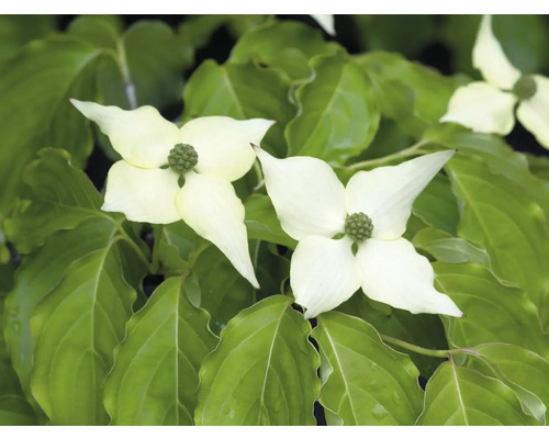 Blommor av blomsterkornell med gröna blad