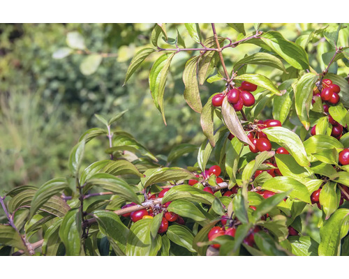 Blad och röda korneller på ett träd