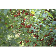 Kornellkörsbär med mogna frukter och gröna blad