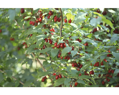 Kornellkörsbär med mogna frukter och gröna blad