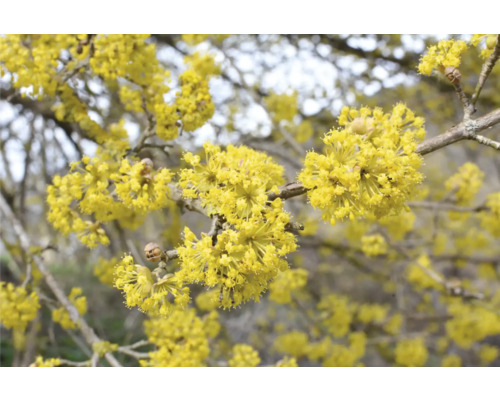 Blommande körsbärskornell med gula blommor