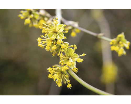 Närbild av en blommande gren av körsbärskornell