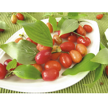 Kornellkörsbärsfrukter med blad på tallrik