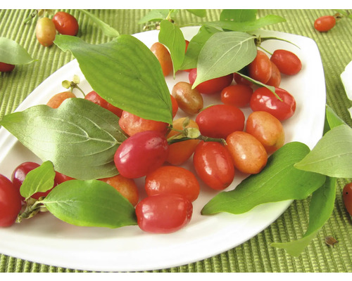 Kornellkörsbärsfrukter med blad på tallrik