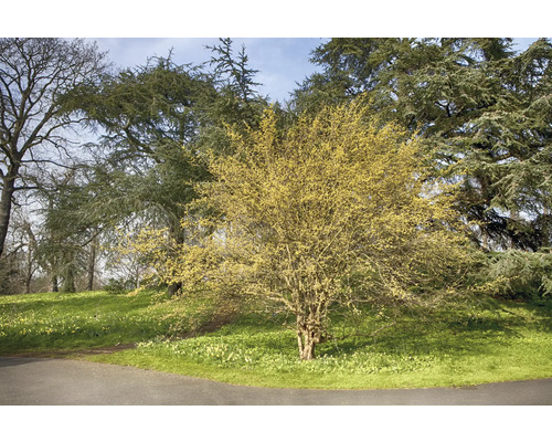 Blommande buske på en äng på våren