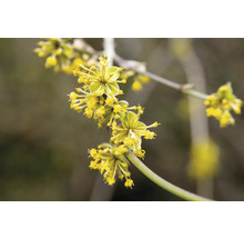 Närbild av en blommande kornellbuske
