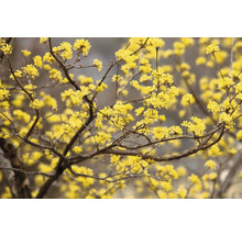 Blommande kornellträd med gula blommor