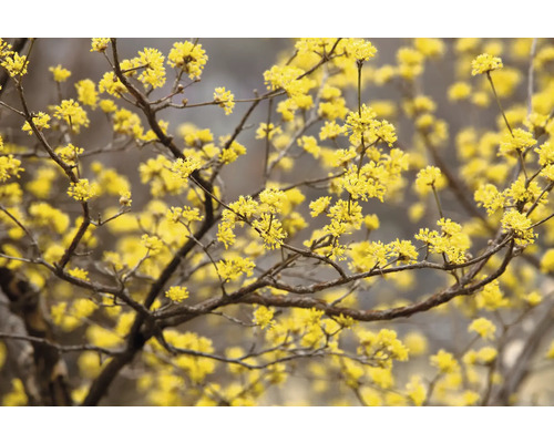 Blommande kornellträd med gula blommor
