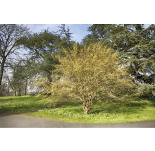 Blommande buske i trädgården