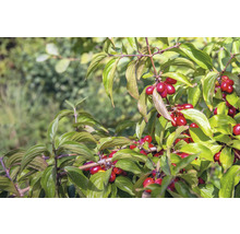 Kornellkörsbär med blad och frukter