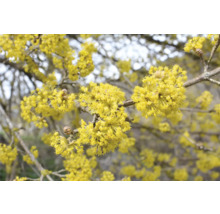 Blommande gul kornell på en gren