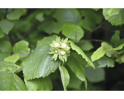 Hasselbuske med hasselnötter och gröna blad