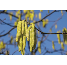 Hasselblommor på en gren mot en blå himmel