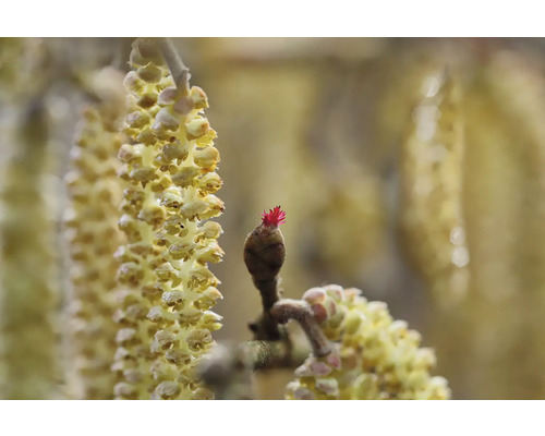 Närbild av hasselhängen