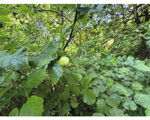 Hasselbuske med gröna blad och en hasselnöt