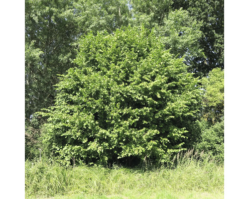 Stor avenbok utomhus