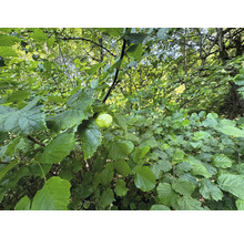 Hasselbuske med hasselnötter mellan gröna blad