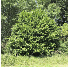 Avenbok i trädgården