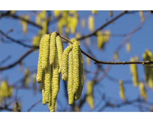 Hasselbuske med blommande hängen mot blå himmel
