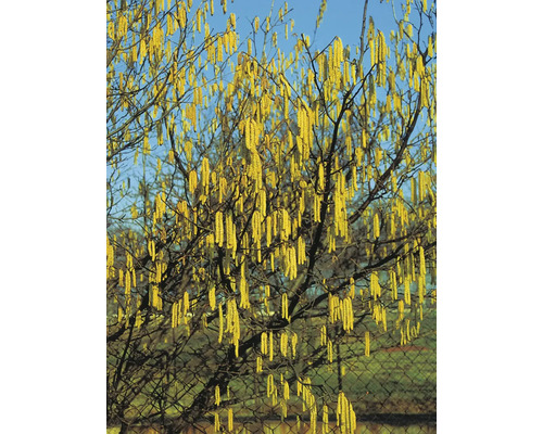Hasselbuske med gula blomställningar på våren