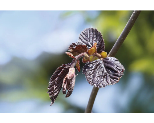 Närbild av en hasselbuske med blad