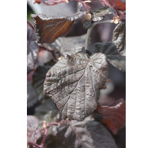 Närbild av ett blad av blodshasel