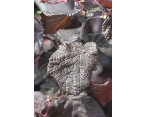 Närbild av ett blad av blodshasel