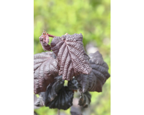 Hasselns blad i detalj