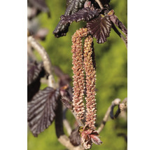 Blommande ormhassel med blad