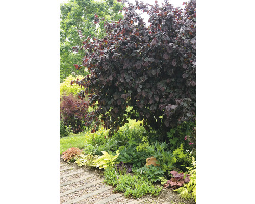 Trädgårdsscen med ett stort träd med röda blad och en trädgårdsgång