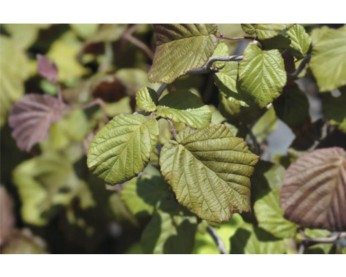 Blad av en ormhassel