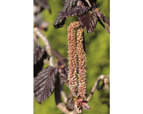 Blommande ormhassel med blad