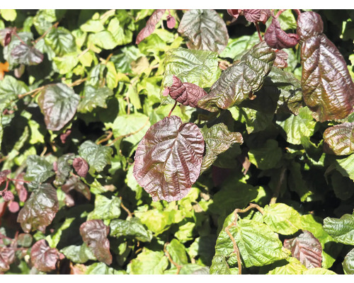 Närbild av hasselbuske med röda och gröna blad.