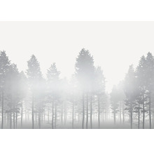 Dimhöljd skog