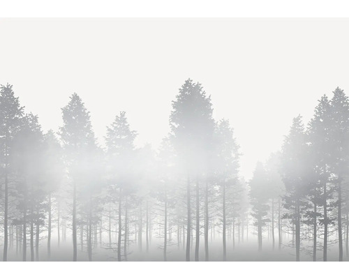 Dimhöljd skog