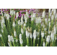 Blommande rosenstav i trädgårdsrabatt