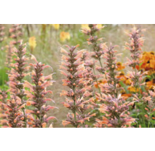 Närbild av Agastache-växter i trädgården.