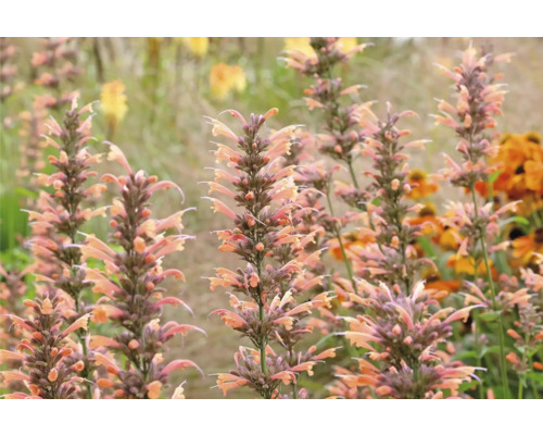 Närbild av Agastache-växter i trädgården.