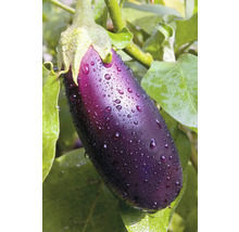 Aubergine med vattendroppar på växt