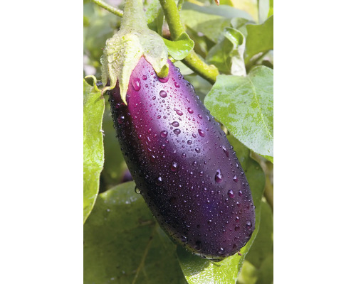 Aubergine med vattendroppar på växt