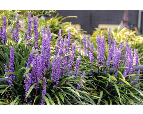 Liriope Muscari-växt med lila blommor och gröna blad i trädgården.