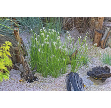 Scen med trädgårdsväxter, stenar och trädstammar