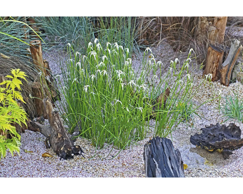 Scen med trädgårdsväxter, stenar och trädstammar