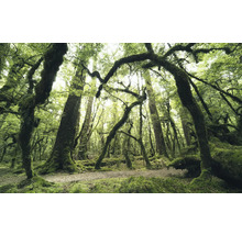 Skogsscen med mossbelupna träd och naturlig mark