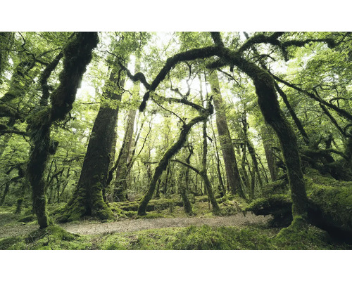 Skogsscen med mossbelupna träd och naturlig mark