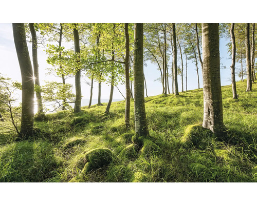Glänta med träd och gräsmatta