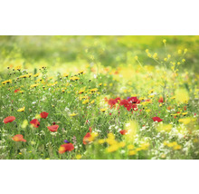 Blomsteräng med gula och röda blommor